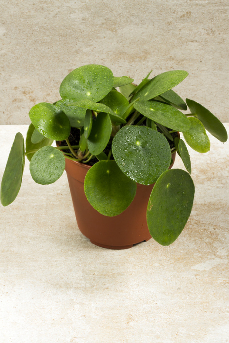 Pilea peperomioides, money plant in the pot. Dew on the leaves.