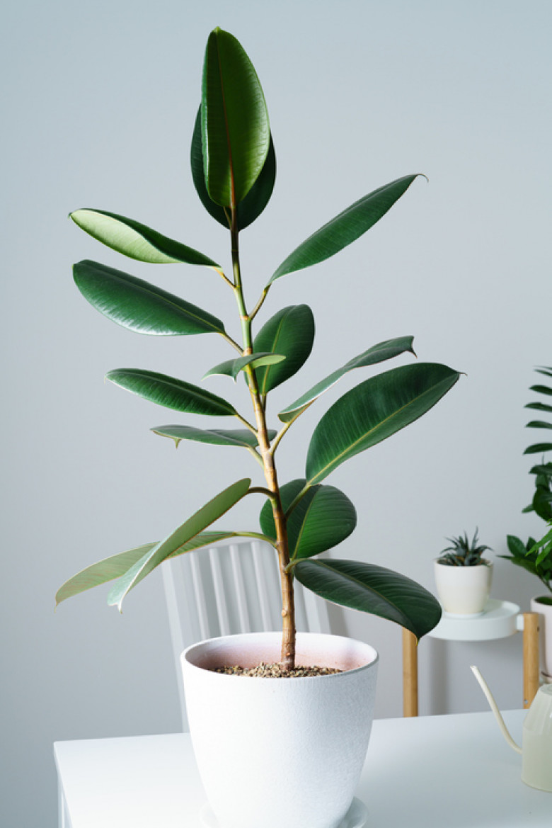 Ficus elastica rubber plant plant in white flower pot on white table on light background. Houseplants in home decor interior of modern scandinavian apartment