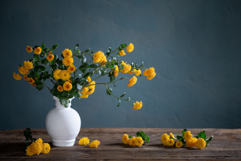 yellow chrysanthemums in white vase on background dark wall