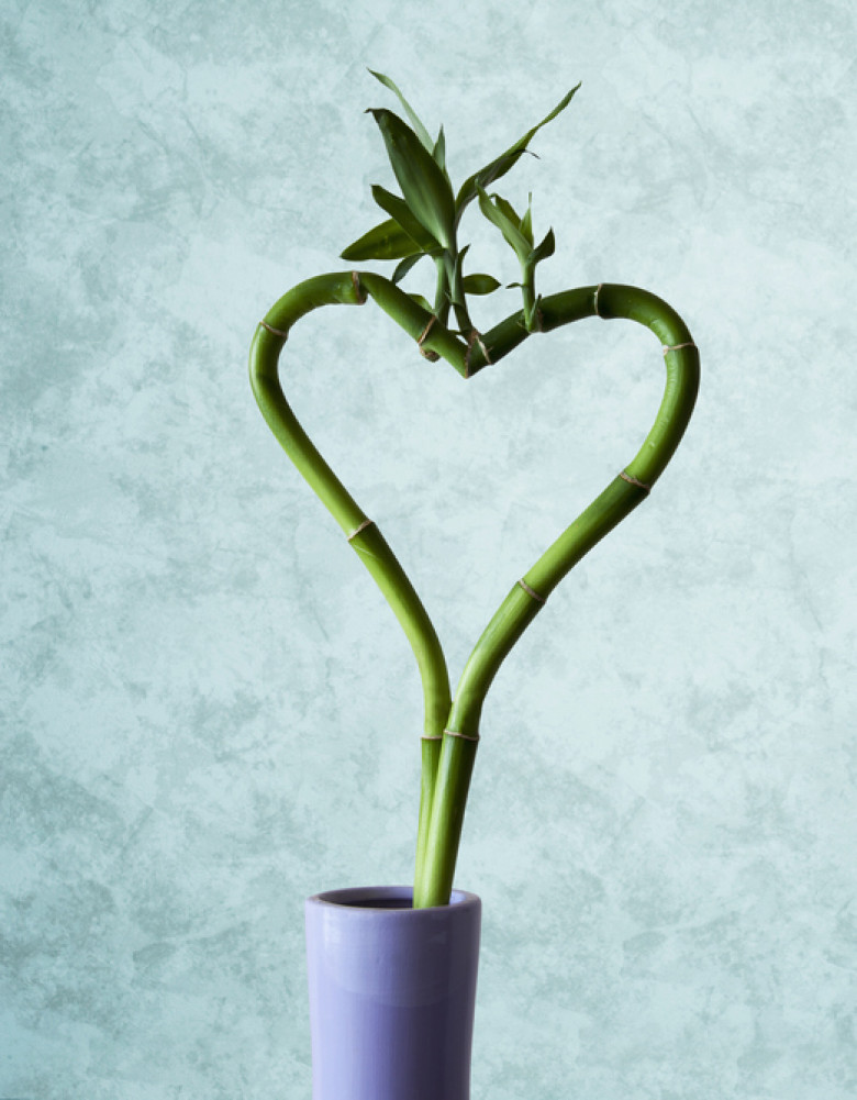 Heart shaped green bamboo