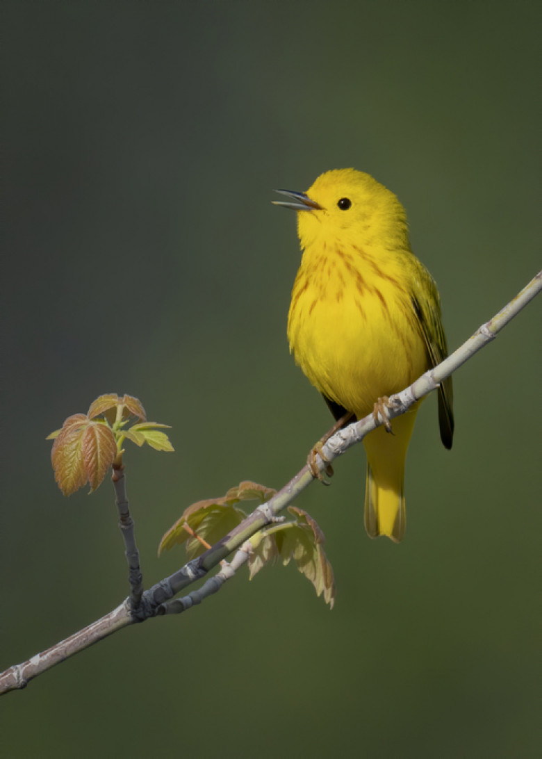 Close-up of songwarbler perching on branch,Littleton,Colorado,United States,USA