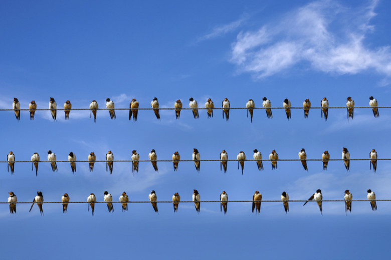 Bird, a flock of swallows perch on three power lines and a blue sky background