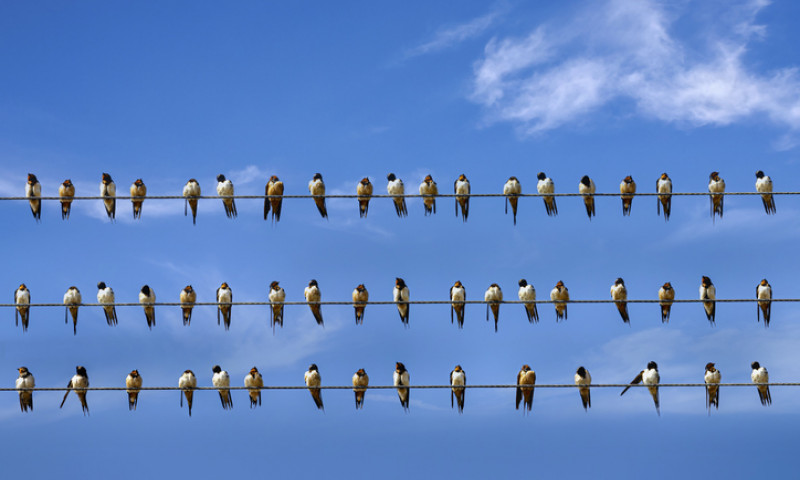 Bird, a flock of swallows perch on three power lines and a blue sky background