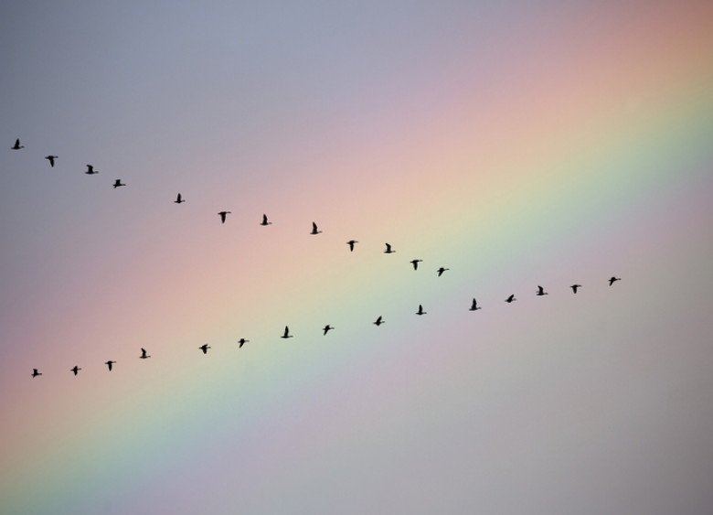 Flock of birds in formation flying.