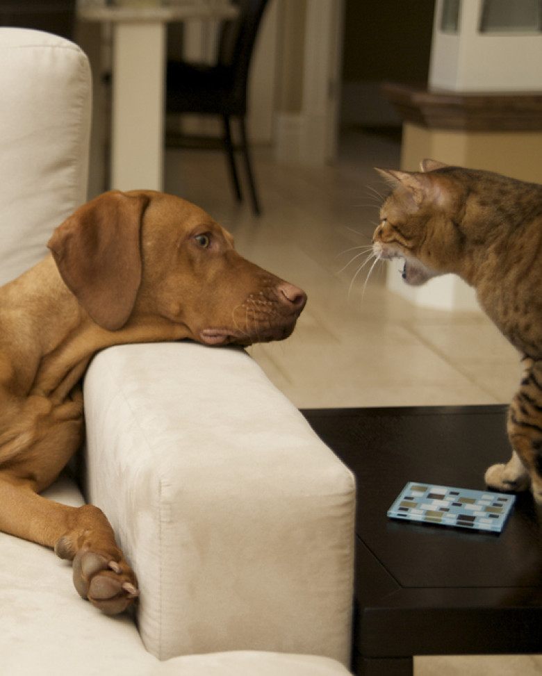 Vizsla puppy dog sitting on couch with angry cat
