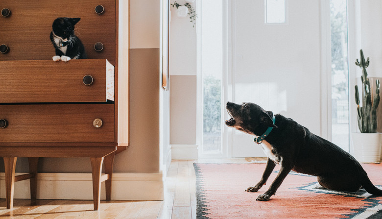 A young cat looks alarmed as a old black dog barks at her as she seeks refuge in a drawer