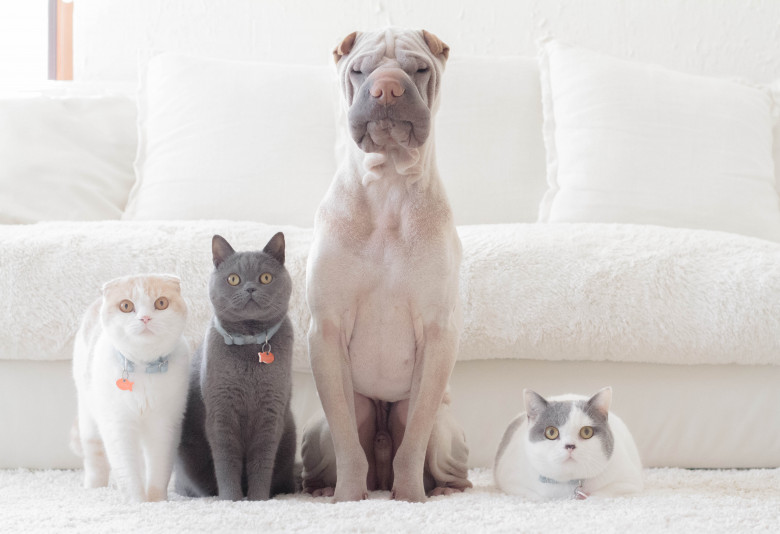 Shar pei dog, british shorthair and scottish fold cats sitting in a row