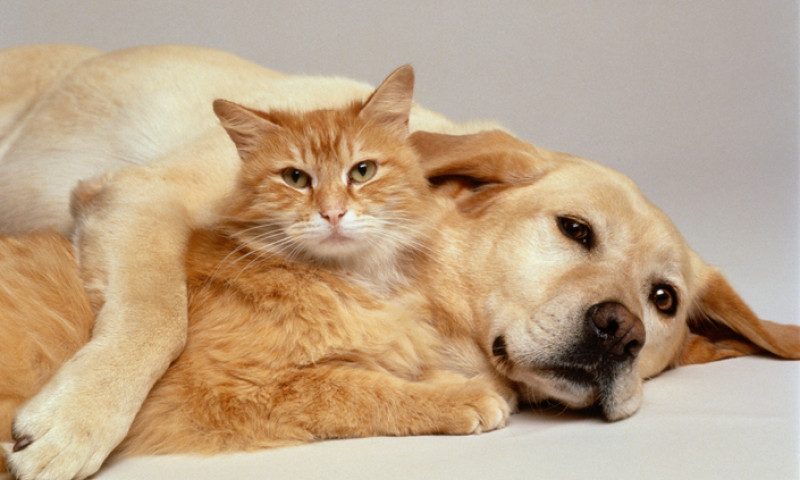 CAT AND DOG TOGETHER