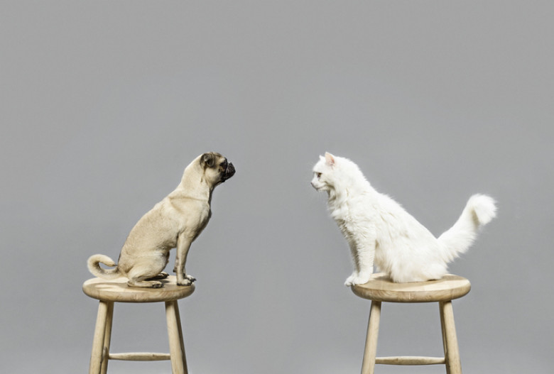 Studio shot of cat and dog looking at each other