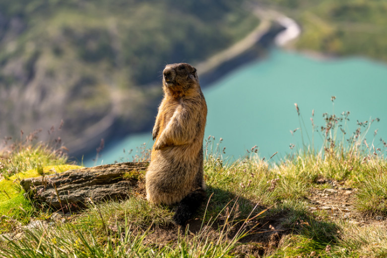 Alpine Marmot, Austria, Europe