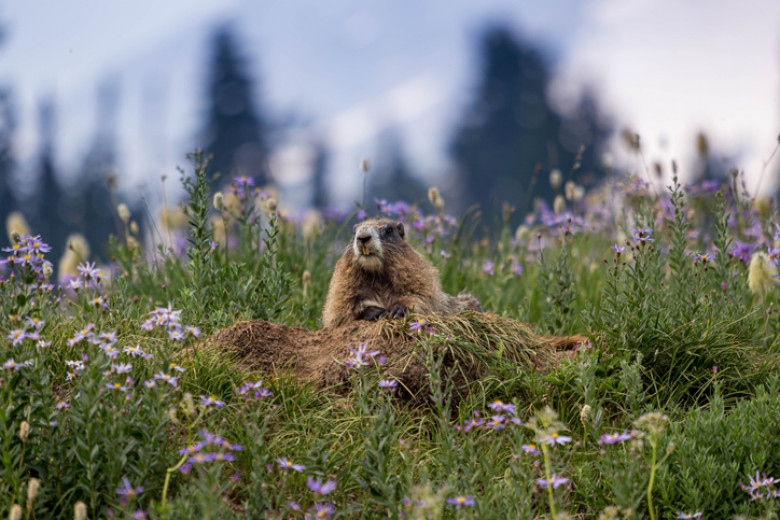 Hoary Marmot / Marmota caligata
