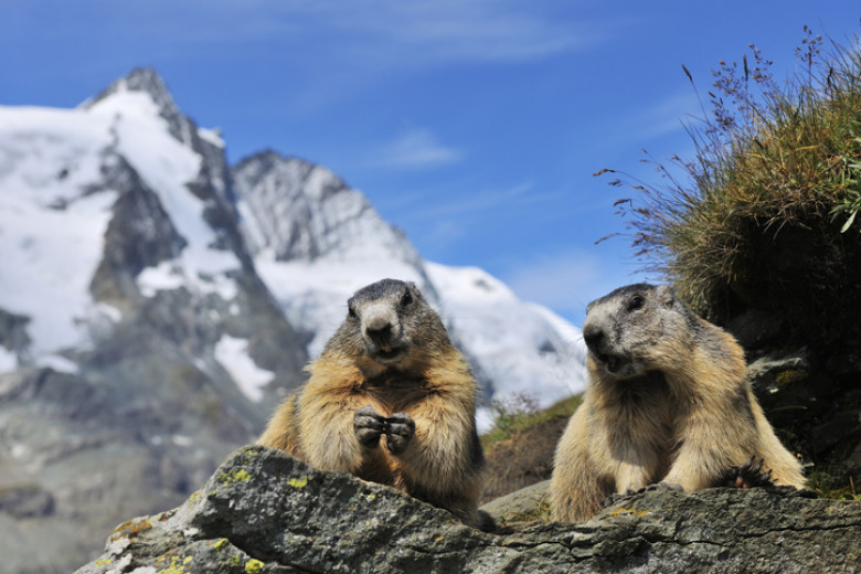 Alpine Marmots, Marmota marmota