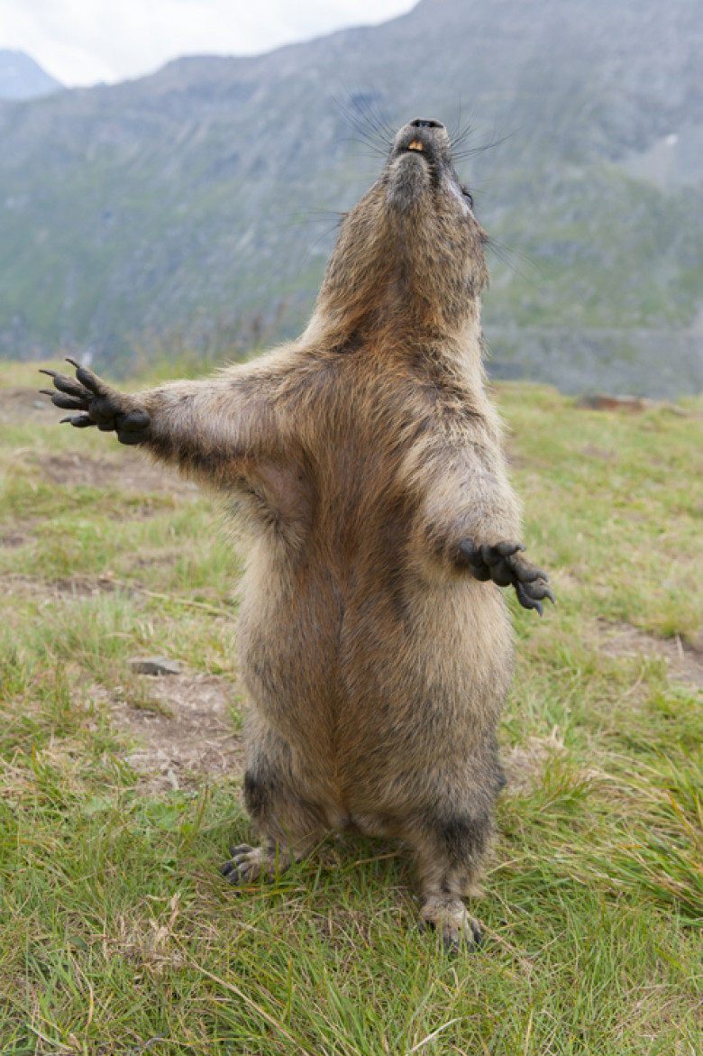 Alpine Marmot, Marmota marmota, standing, Hohe Tauern National park, Austria