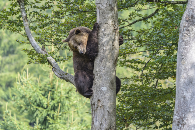 Brown Bear, Ursus arctos, climbing on the tree, Germany