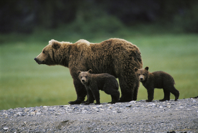 Brown bear (Ursus arctos) and two cubs side by side, spring