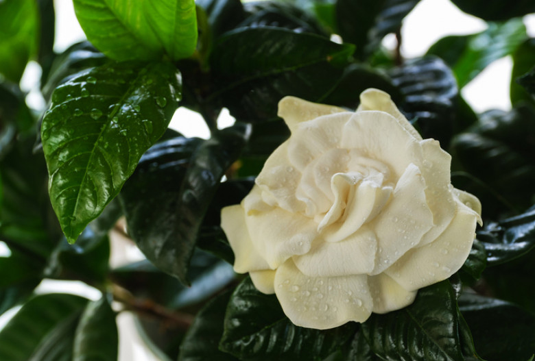 Wet Gardenia flower