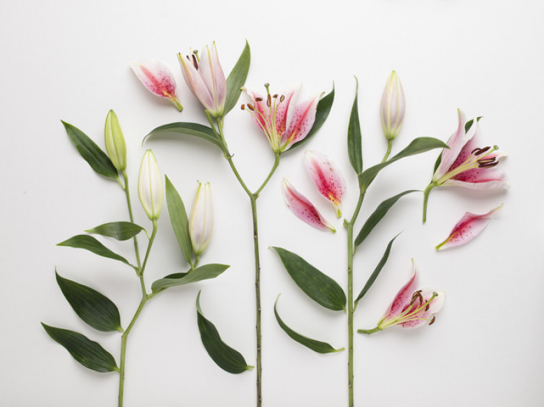 High angle view of pink and white lilies cut up into pieces laid out on a white background