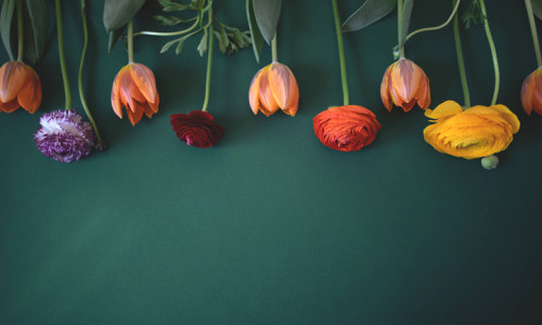 Spring flowers lie on a green background.