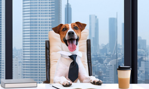 Dog jack russell terrier, Smart business dog wearing a tie sits at a desk with a glass of cappuccino in an office interior. Humorous depiction of a bo