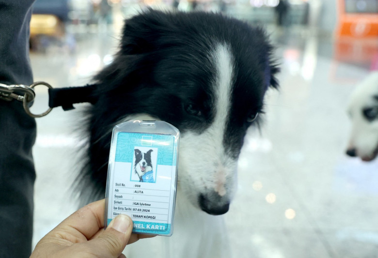 Therapy Dog Project launches in Istanbul Airport