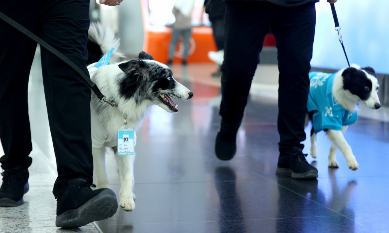 Therapy Dog Project launches in Istanbul Airport