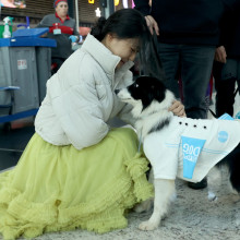 (FOTO) Istanbulul a introdus caini de terapie pe aeroport pentru a linisti pasagerii speriati de zbor
