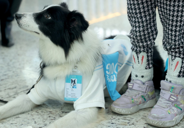 Therapy Dog Project launches in Istanbul Airport