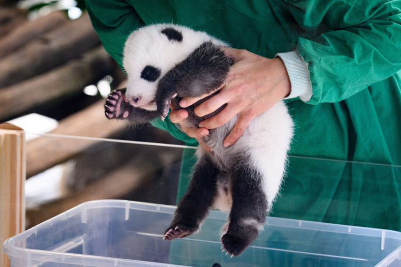 Panda offspring at Zoo Berlin