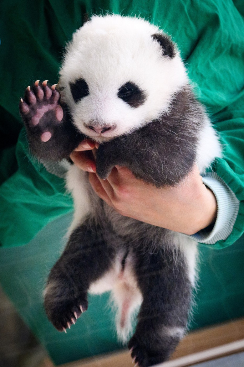 Panda offspring at Zoo Berlin