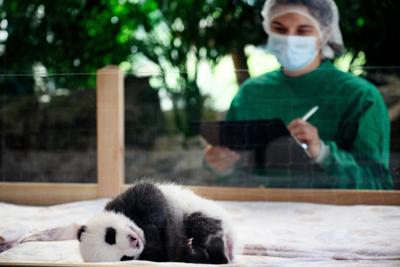 Panda offspring at Zoo Berlin