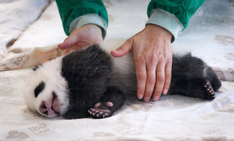 Panda offspring at Zoo Berlin