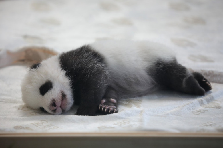 GERMANY BERLIN GIANT PANDA TWINS