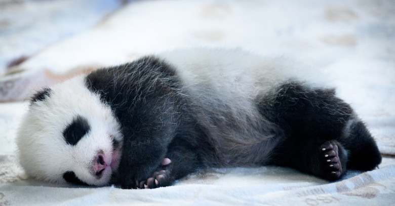 Panda offspring at Zoo Berlin