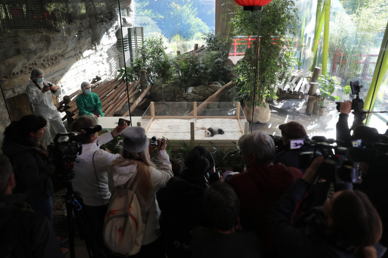 GERMANY BERLIN GIANT PANDA TWINS