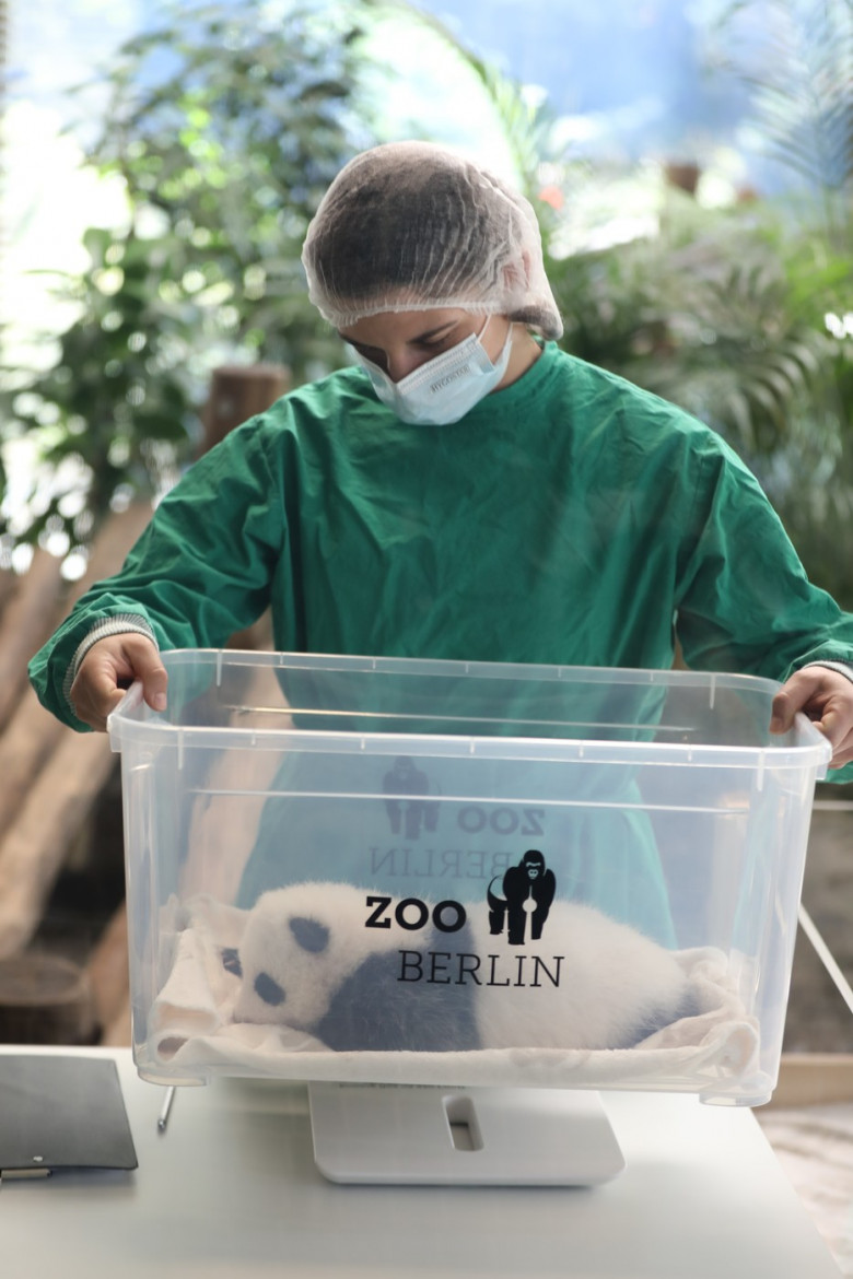 GERMANY BERLIN GIANT PANDA TWINS