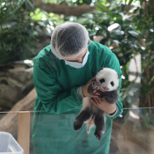 (FOTO) Puii gemeni de panda nascuti la Zoo-Berlin vor putea fi admirati de vizitatori incepand de miercuri