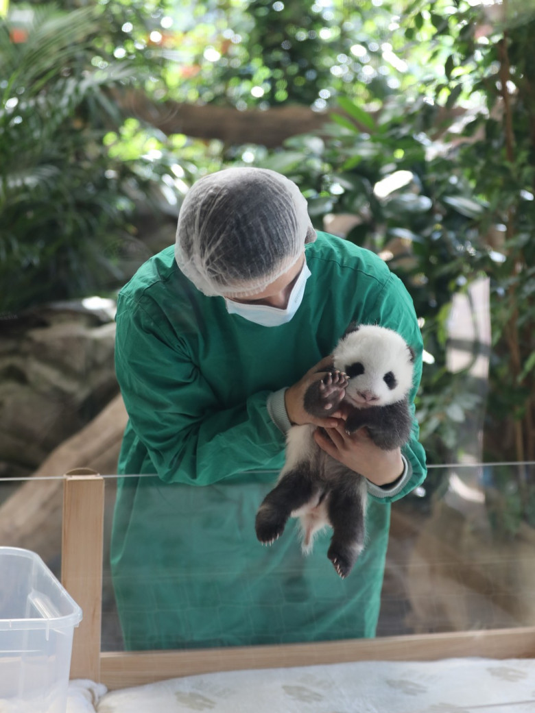 GERMANY BERLIN GIANT PANDA TWINS