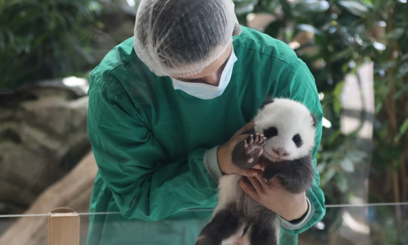 (FOTO) Puii gemeni de panda nascuti la Zoo-Berlin vor putea fi admirati de vizitatori incepand de miercuri