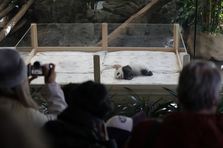 GERMANY BERLIN GIANT PANDA TWINS