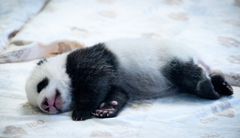 Panda offspring at Zoo Berlin