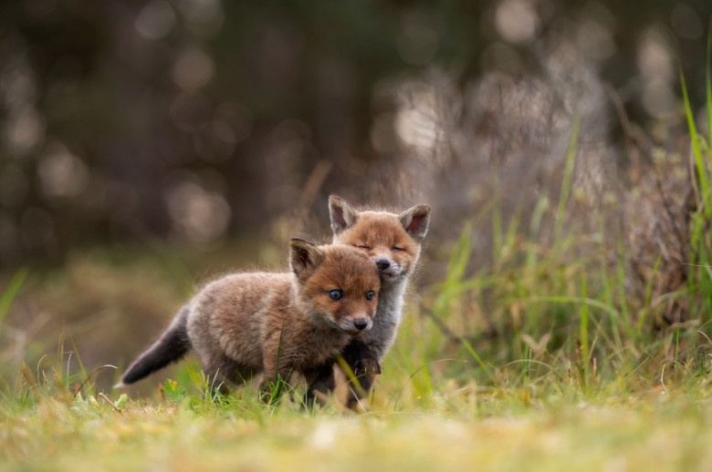 FOX CUBS SNUGGLE UP TO MUM IN RARE WILDLIFE SHOT