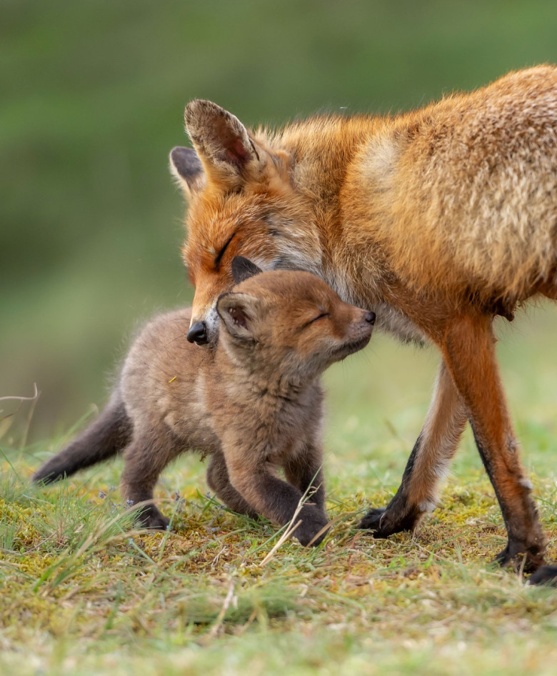 FOX CUBS SNUGGLE UP TO MUM IN RARE WILDLIFE SHOT