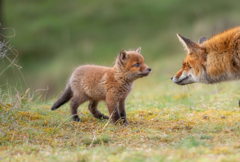 FOX CUBS SNUGGLE UP TO MUM IN RARE WILDLIFE SHOT