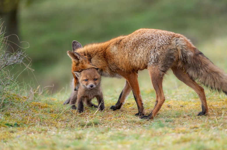 FOX CUBS SNUGGLE UP TO MUM IN RARE WILDLIFE SHOT