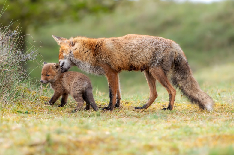 FOX CUBS SNUGGLE UP TO MUM IN RARE WILDLIFE SHOT