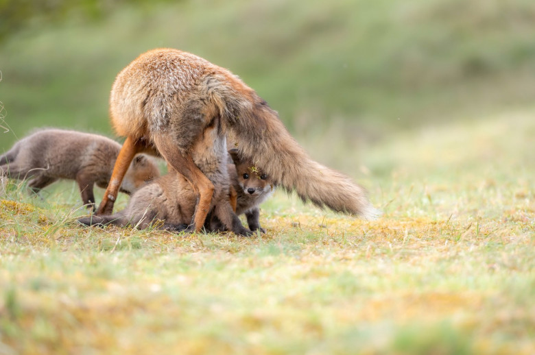 FOX CUBS SNUGGLE UP TO MUM IN RARE WILDLIFE SHOT