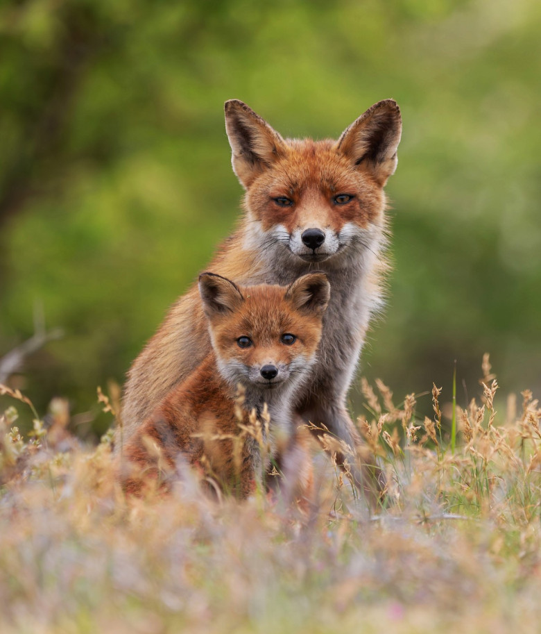 FOX CUBS SNUGGLE UP TO MUM IN RARE WILDLIFE SHOT