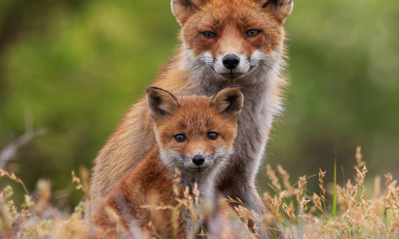 FOX CUBS SNUGGLE UP TO MUM IN RARE WILDLIFE SHOT