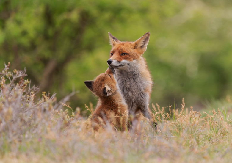 FOX CUBS SNUGGLE UP TO MUM IN RARE WILDLIFE SHOT