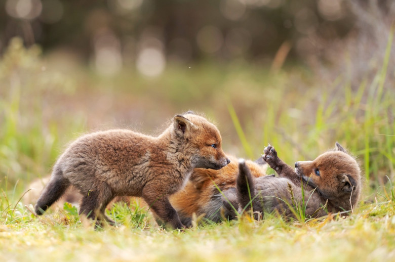 FOX CUBS SNUGGLE UP TO MUM IN RARE WILDLIFE SHOT